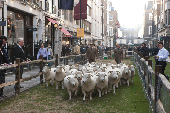 Wool Week 2013 and sheep at Savile Row